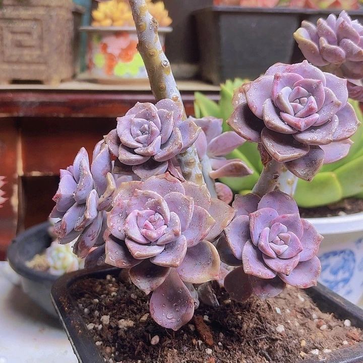 杜***～紫乐造型多肉植物福利