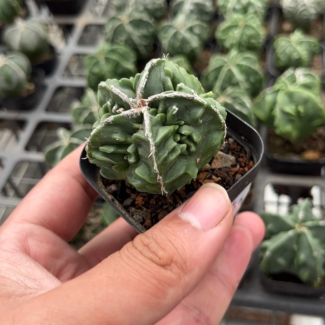 109523一物一拍单头发货