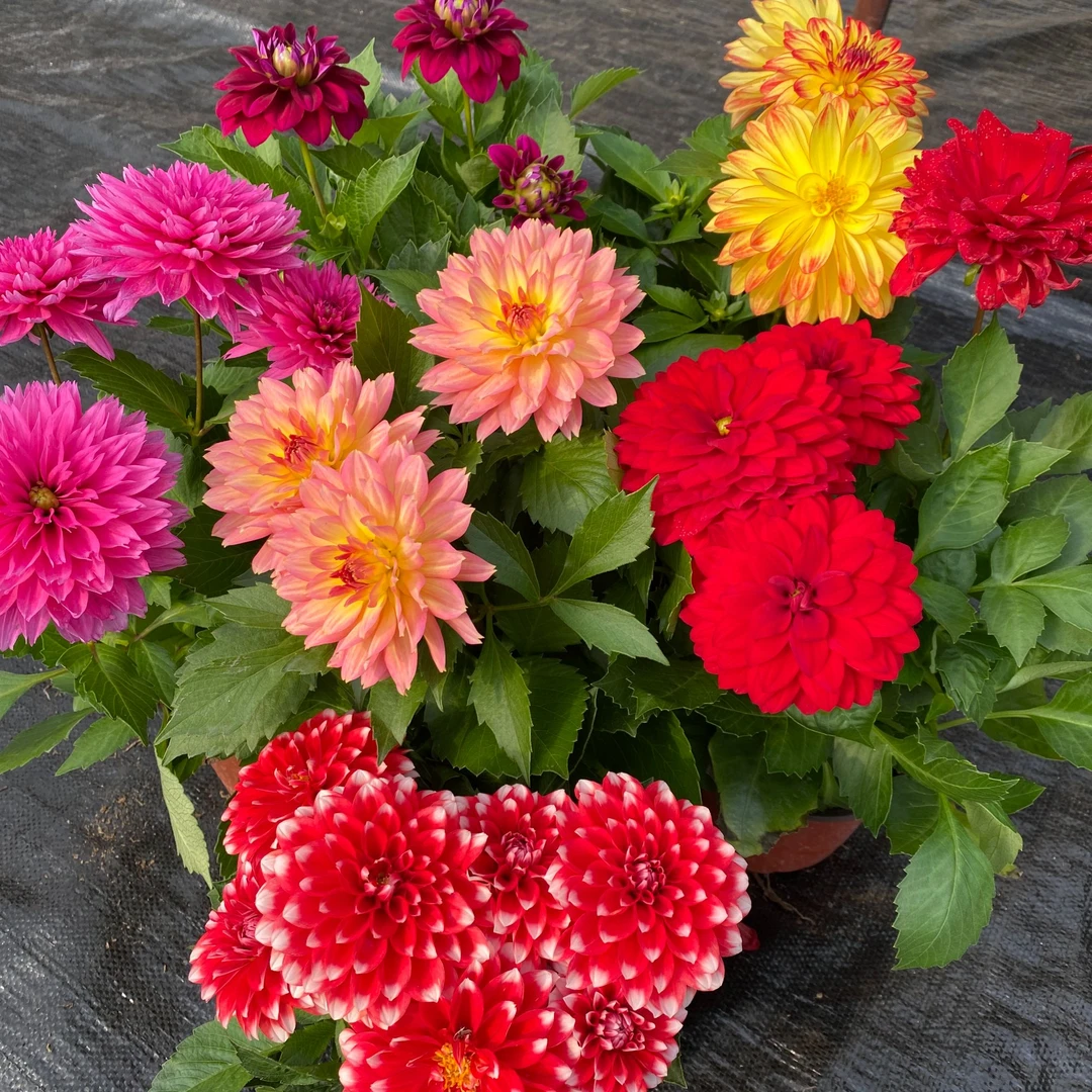 【小丽花】全场任意2盆包邮 多色可盆栽地栽室内室外带花带花苞发货