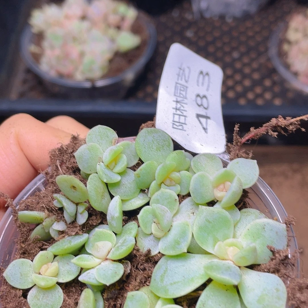 多肉植物多肉植物483