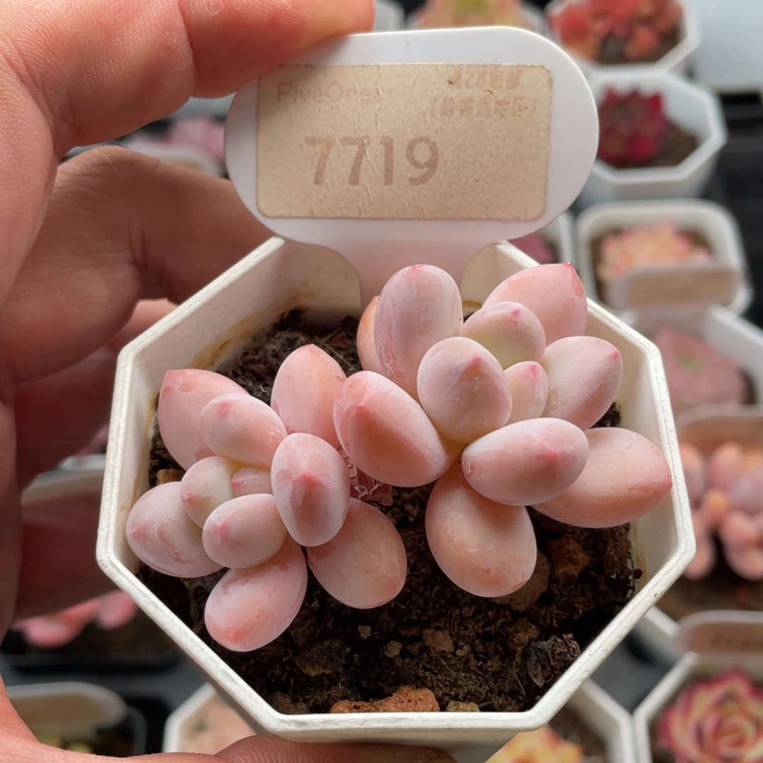 香水7719-6.5厘米