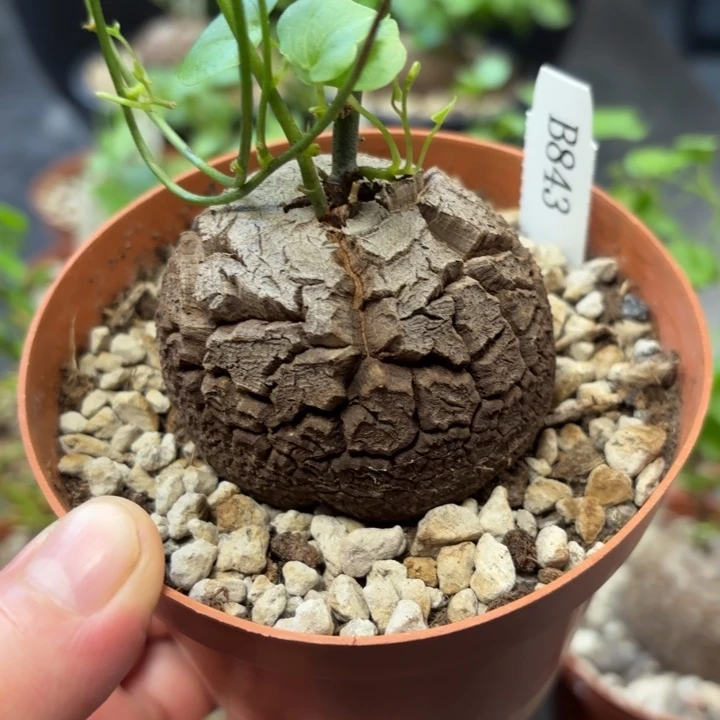 843龟甲龙不退不换