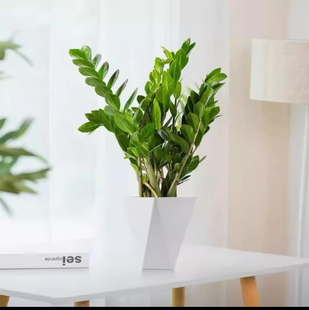 DA精品金钱树含白盆50-70cm高带白盆乔迁开业送礼绿植盆栽好养活