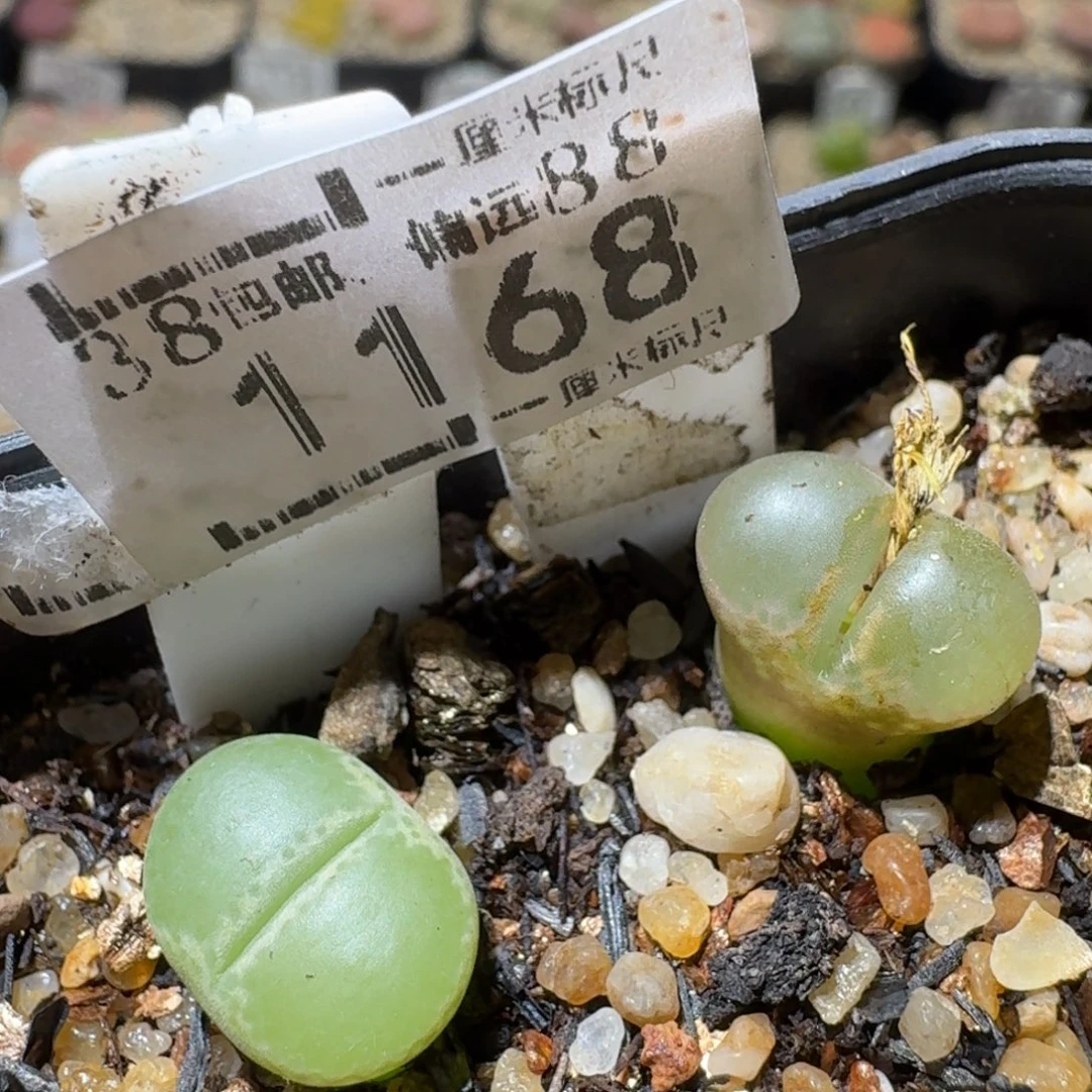 Sss精品生石花1168