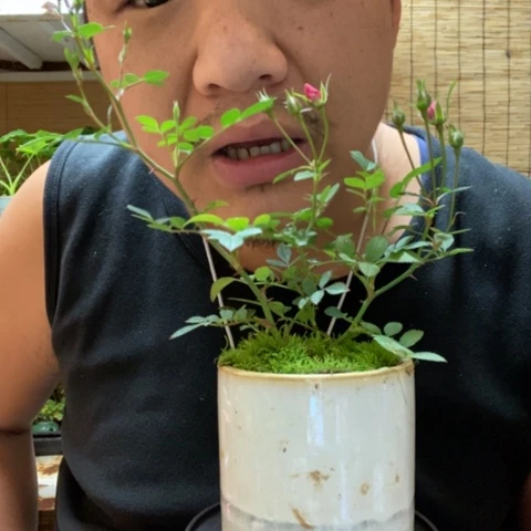 红陶一物一拍所见即所得171