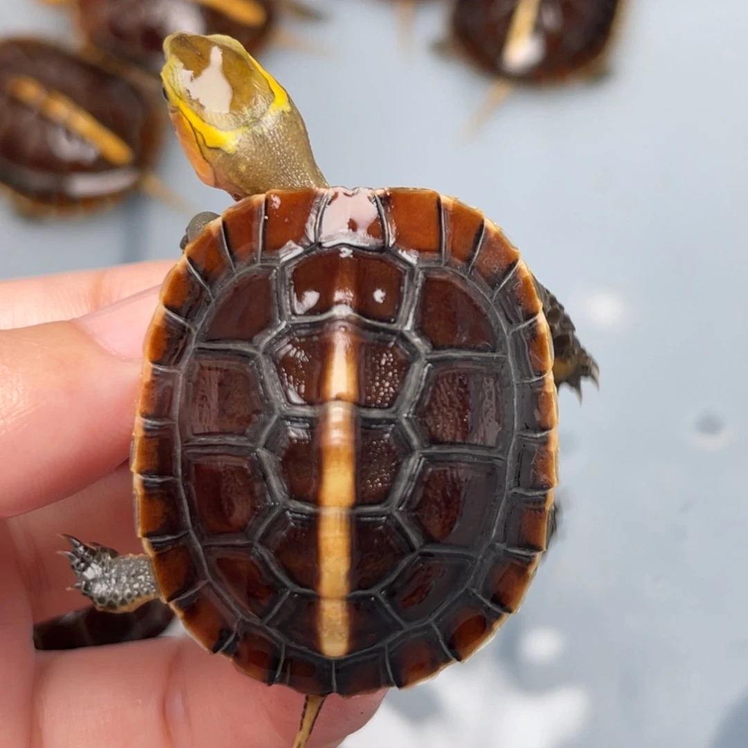 不分公母宠物龟2号拍品双连高背球体