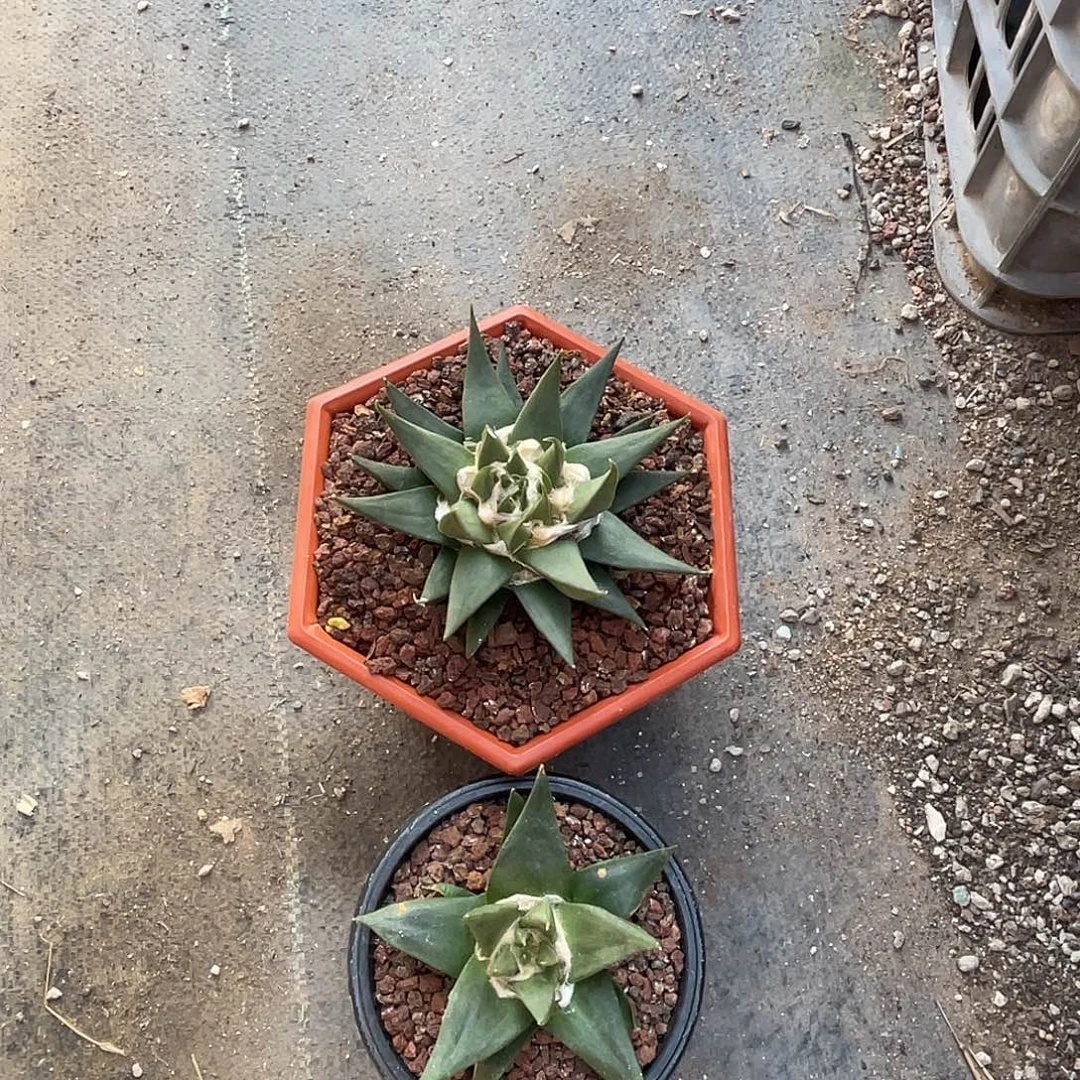 张***浥仙人球实生龙牙两个带盆