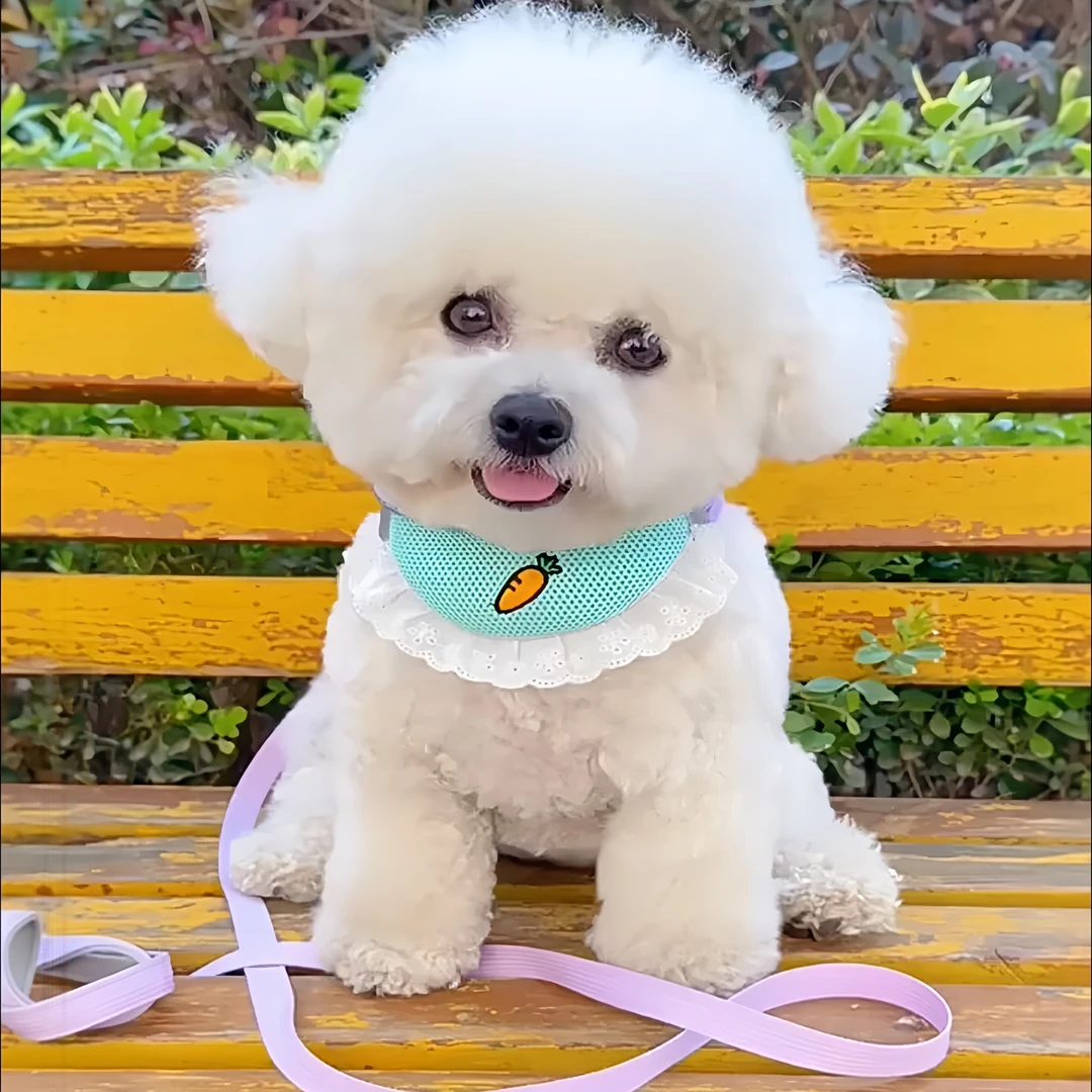 狗狗牵引绳防挣脱口水巾胸背猫狗通用可爱狗狗比熊外出防勒遛狗绳