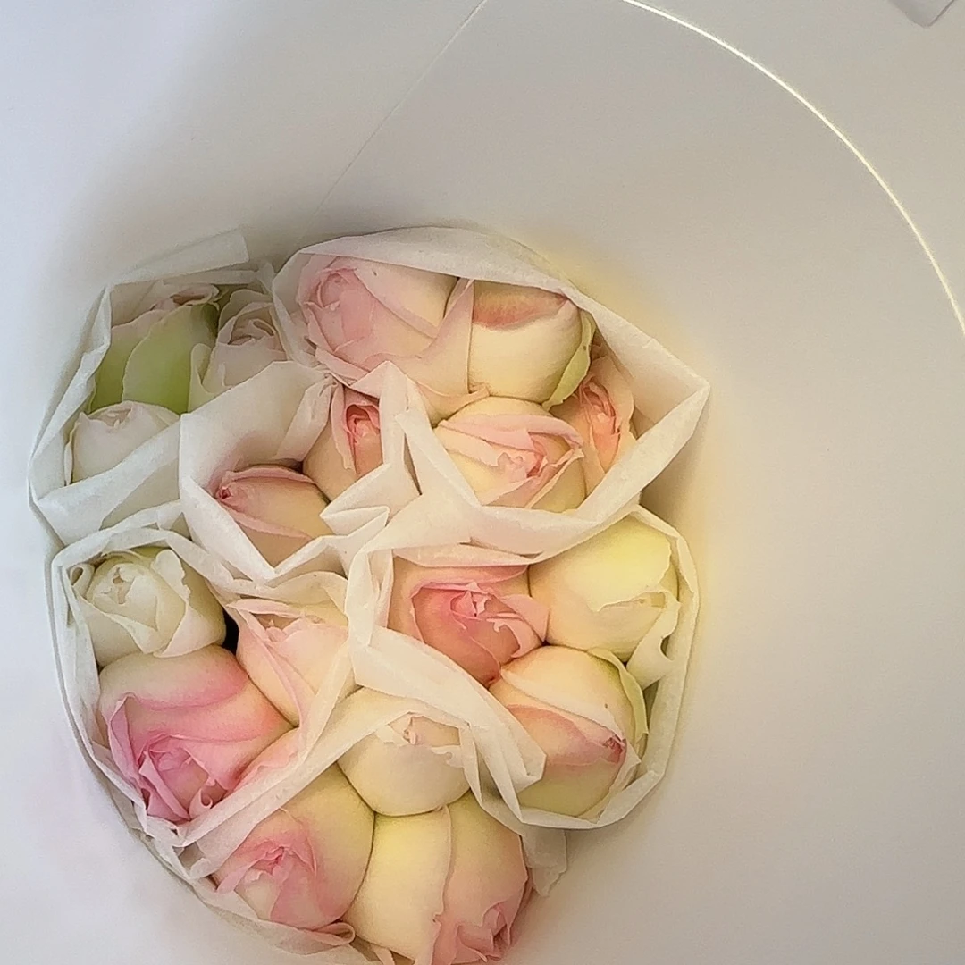 小岛白混色玫瑰2把包邮