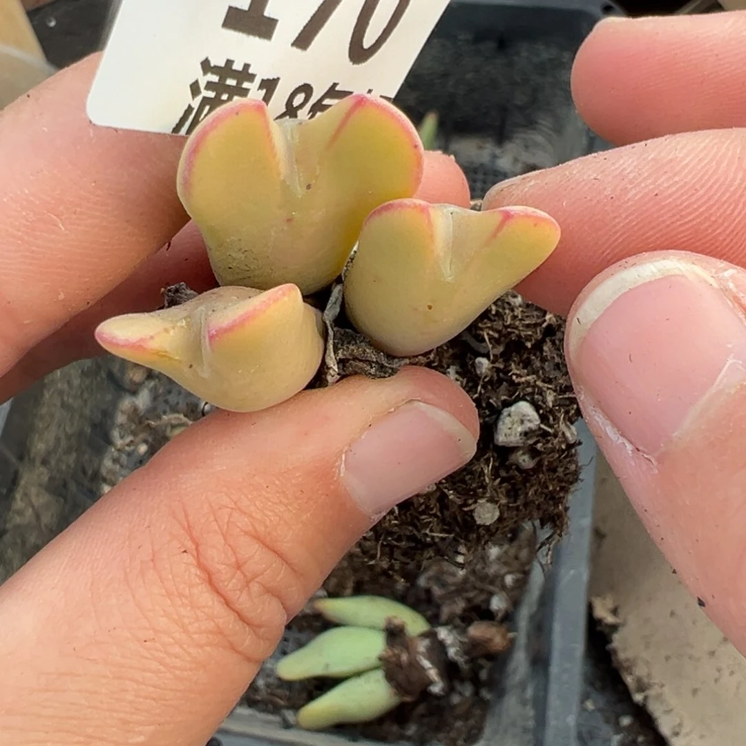 【闪购商品】170……