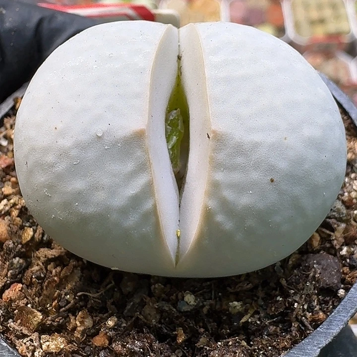 生石花11111221。   299