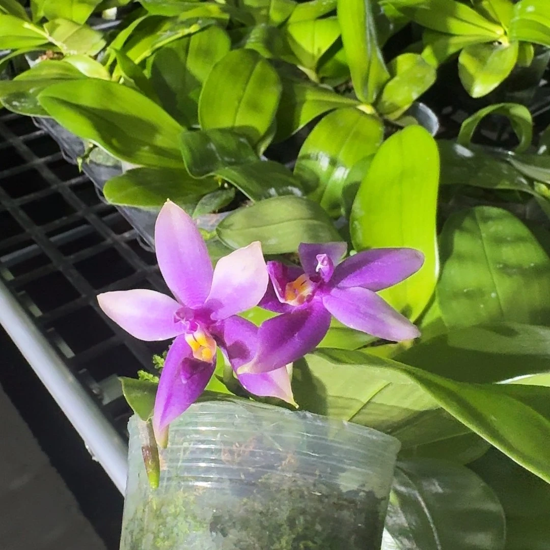 完全开放花*鹤蝴蝶兰