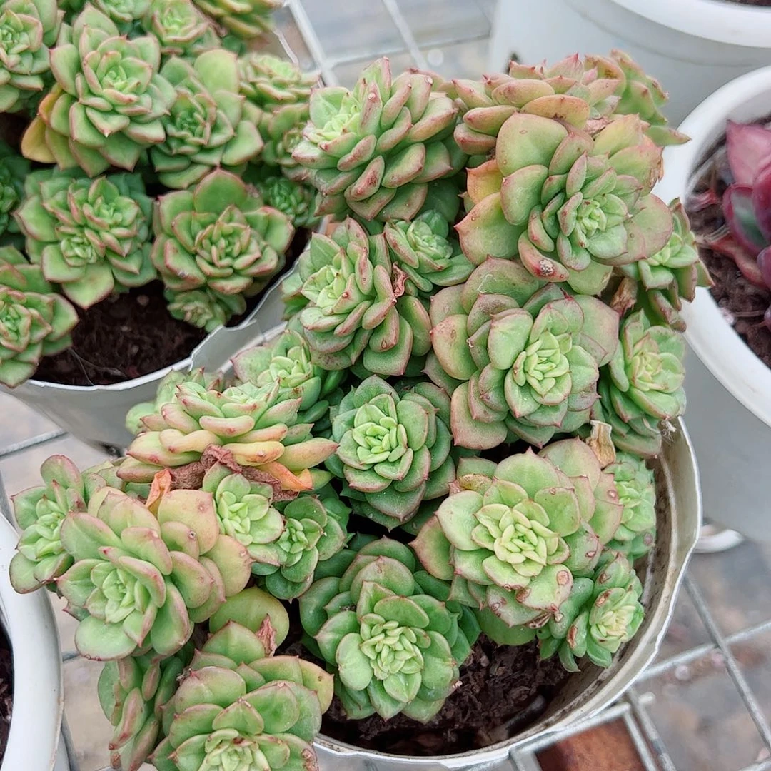黄金蜡牡丹多头群生