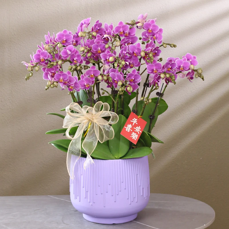 蝴蝶兰【紫罗兰】带花带盆组好伴手礼送礼茶桌婚礼客厅美化装饰