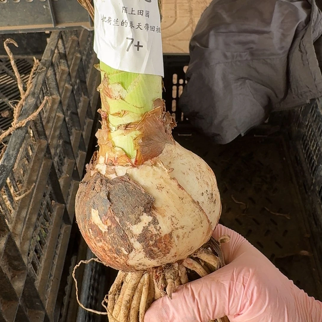 毛毛7加开花球发发发发