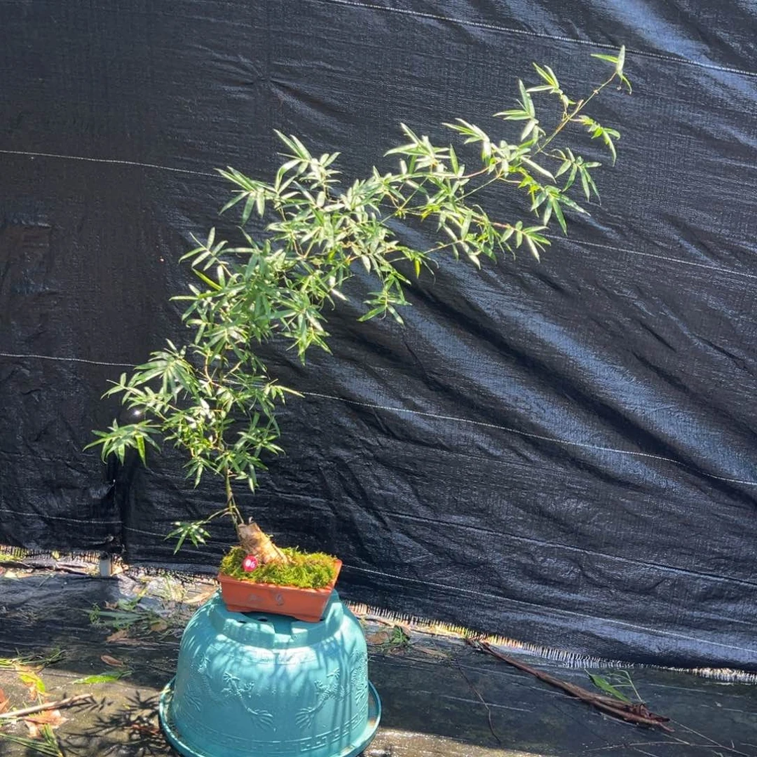 无花朵茶台小精品