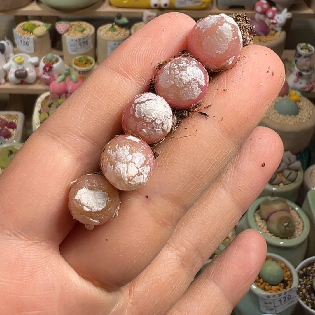 H****多肉植物193号灯泡