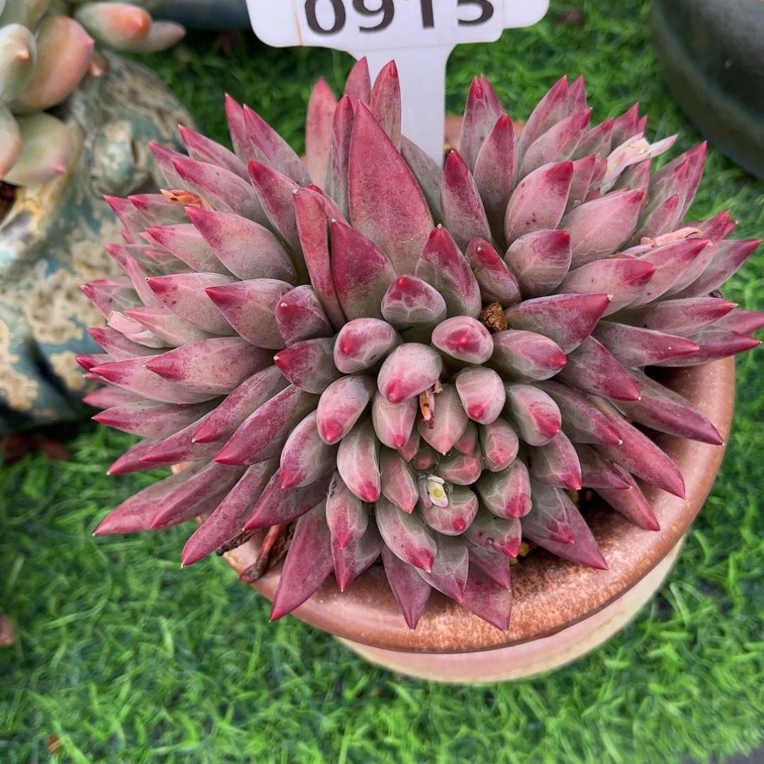 多肉植物0915 满30包邮