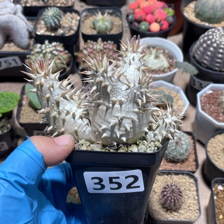 越*樾352西巴女王块根