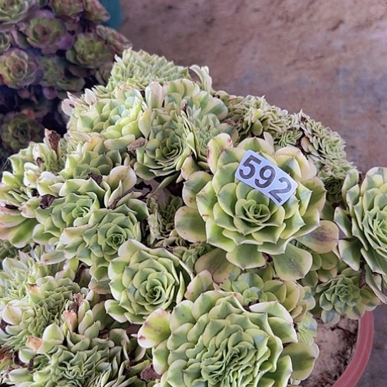 幸***）多肉植物一个绿豆沙