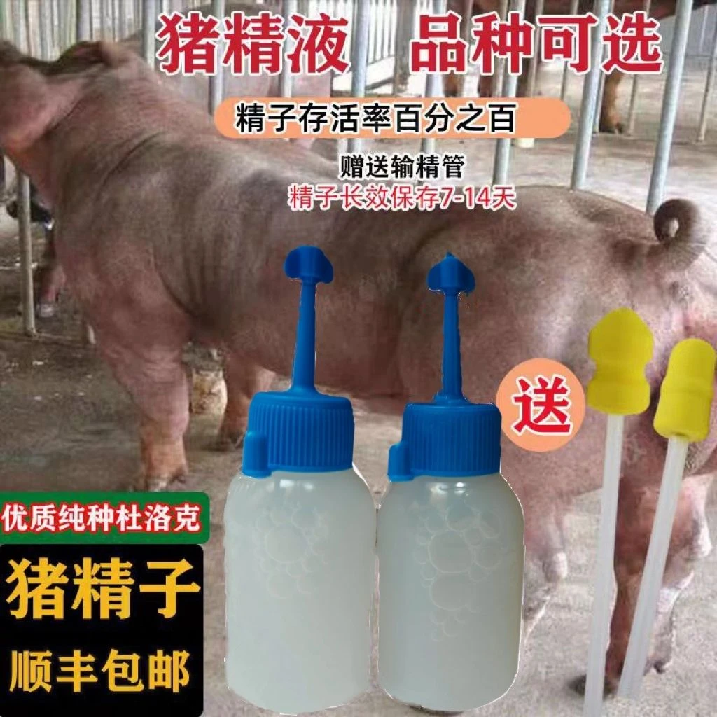 新美系猪精进口杜洛克种猪猪用纯种公猪种精大白猪精人工配种专用