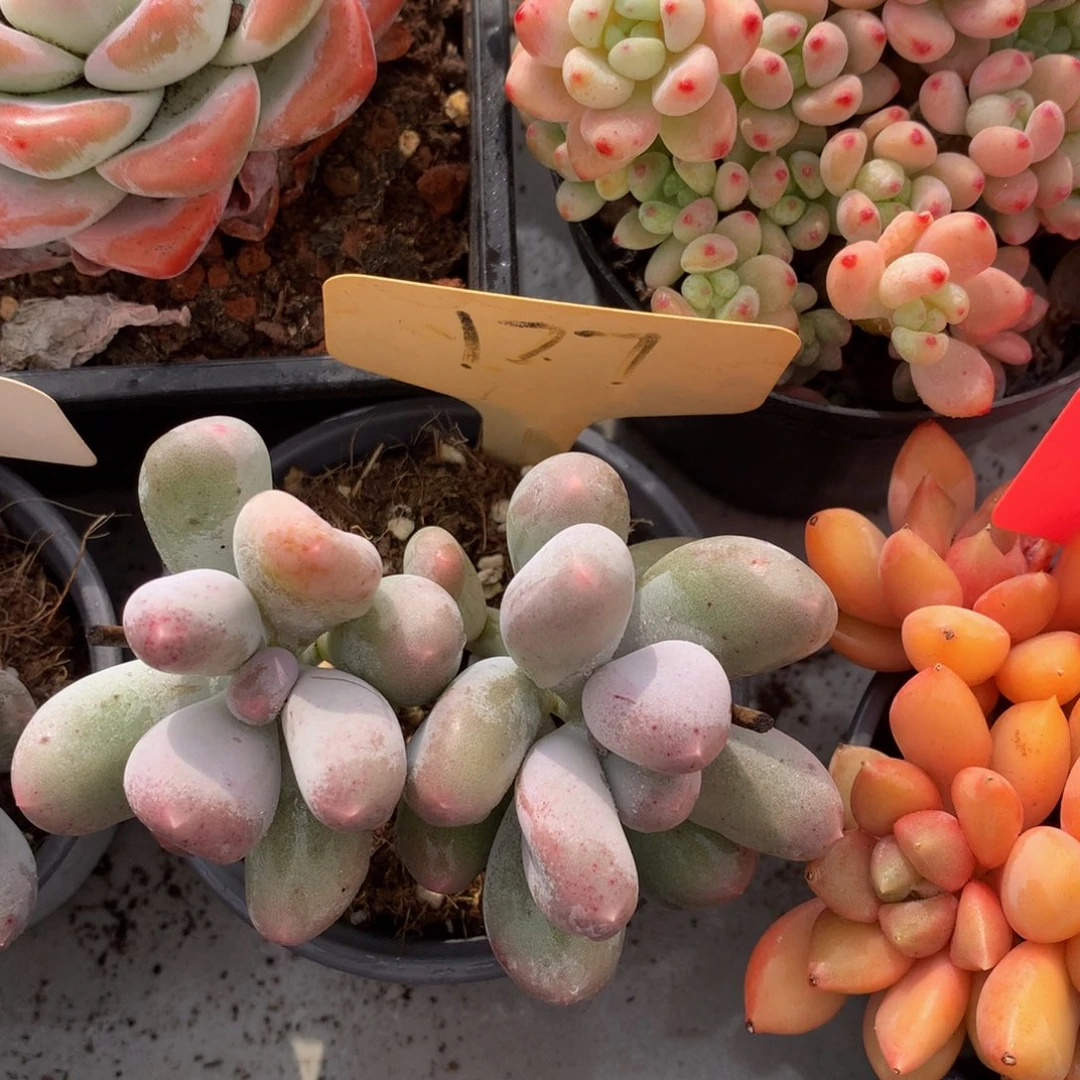 Mike奶7272737373772