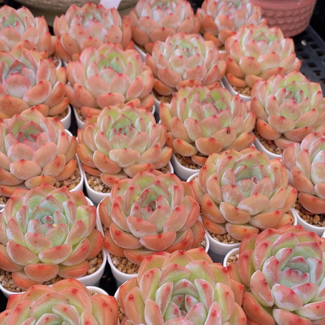 量拍8号 草莓杏仁单头一个