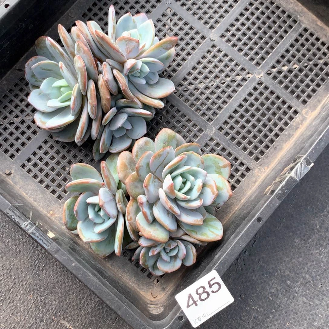 梅***子# 485 。售后范围：签收起7天内不拍冷链不售后。