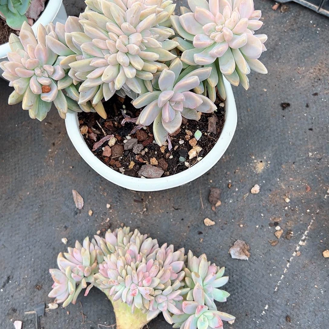 我***麦多肉植物一物一拍