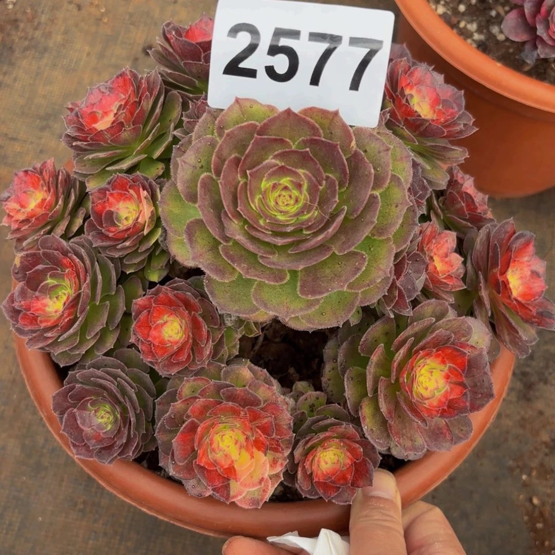 2577多肉植物海王七彩