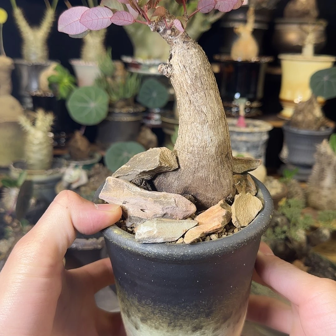 一物一拍奇异油柑290