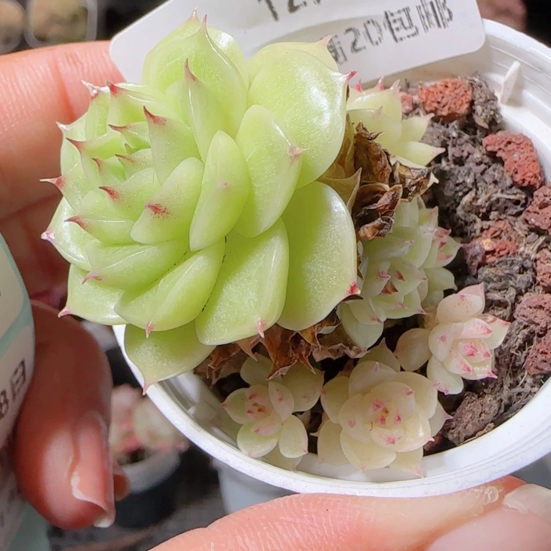 清***清花语多肉1218-99散