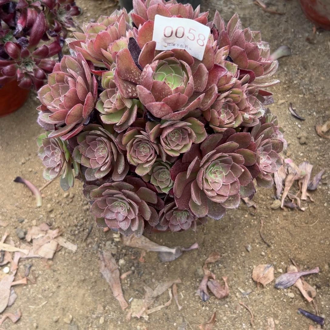 058多肉 桃花石