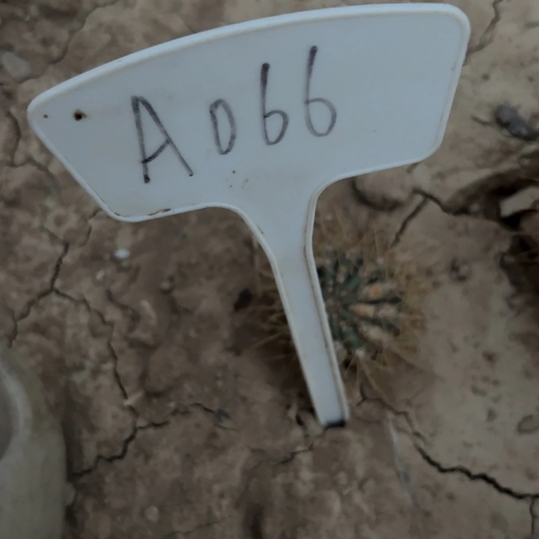 铜***！A066,110瑕疵歪头