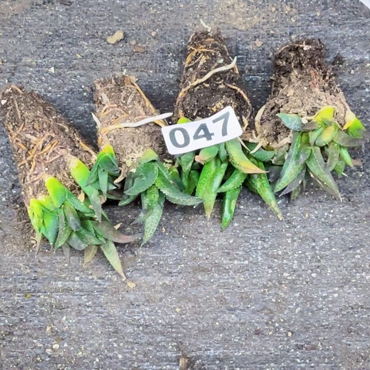 龙鳞047 一物一图如图