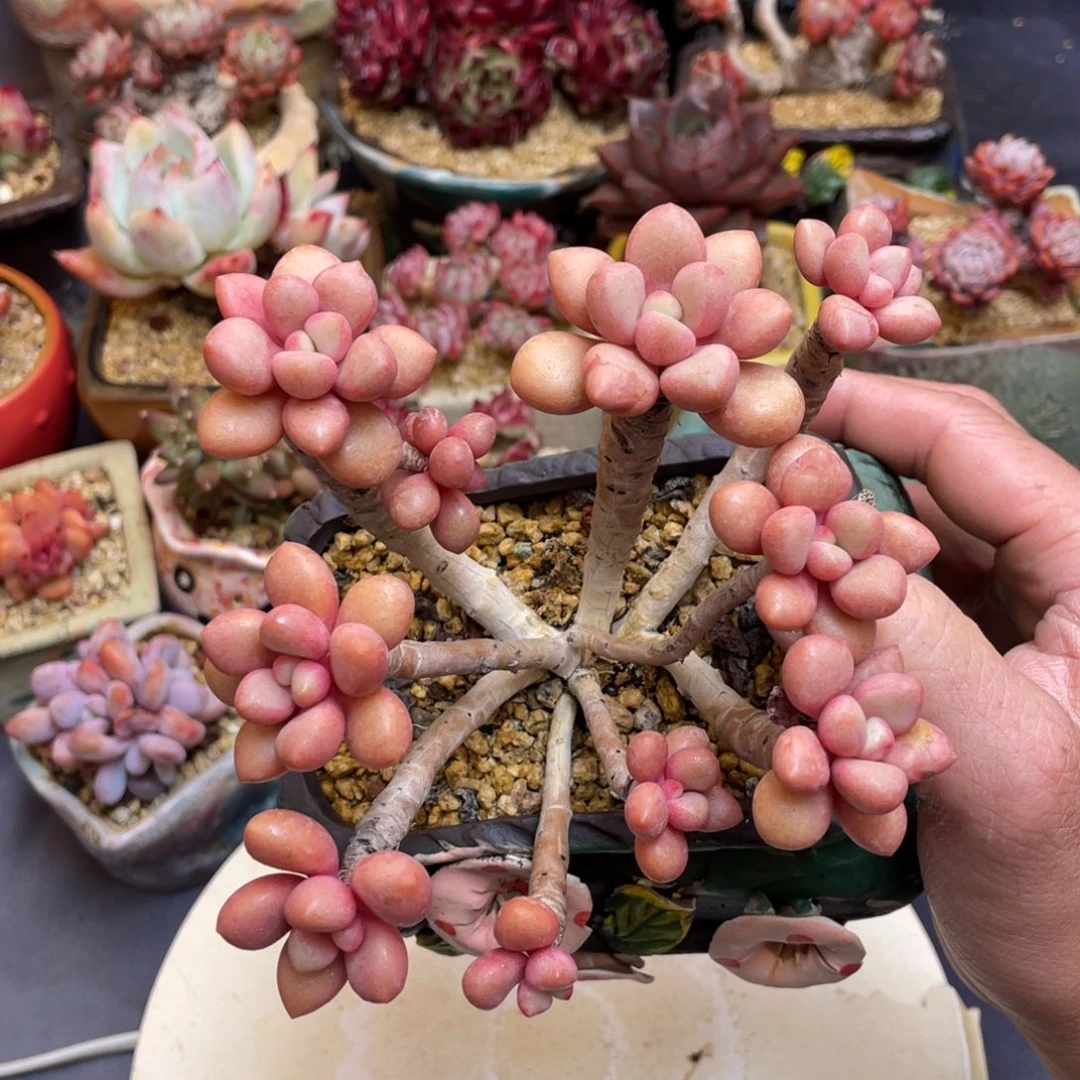 先锋派老桩多头橙色