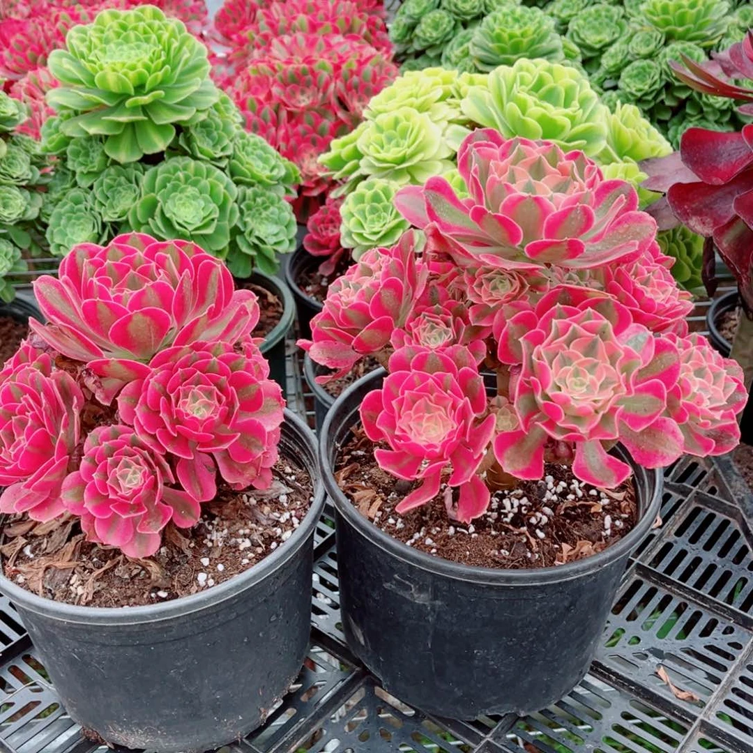 七彩量拍多肉法师两个11111