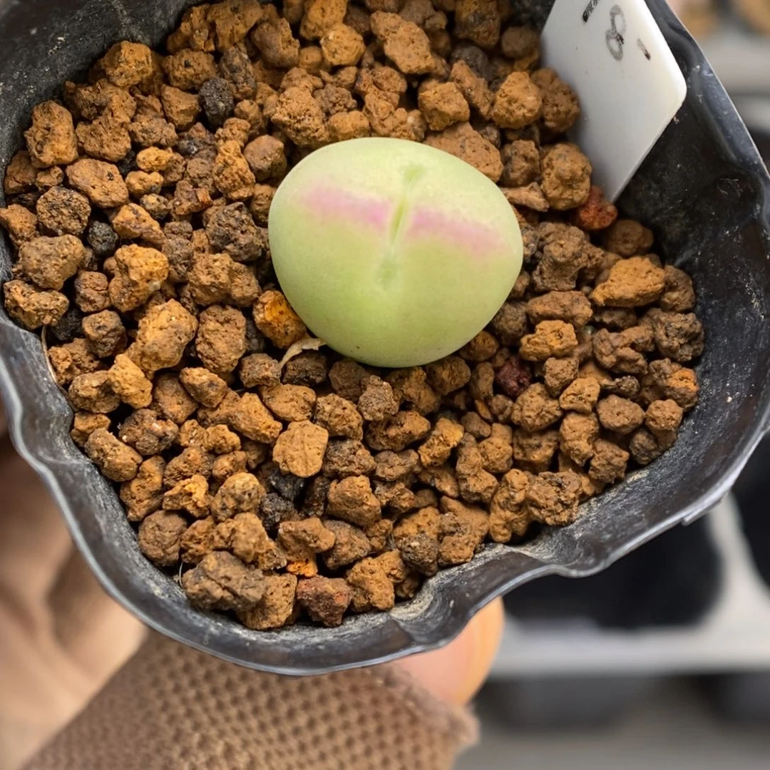 多肉植物肉锥杂交K-3615 球体将杂