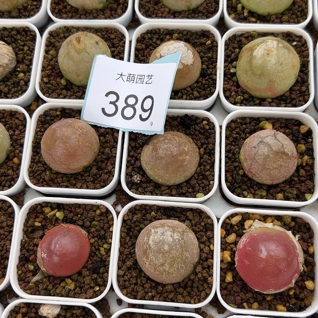 0000389量拍大灯泡1颗尺寸不低于2.0脱土发