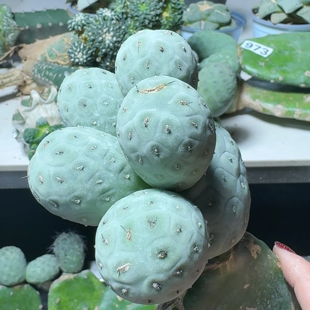 【闪购商品】无花朵快***✨白皮洞061