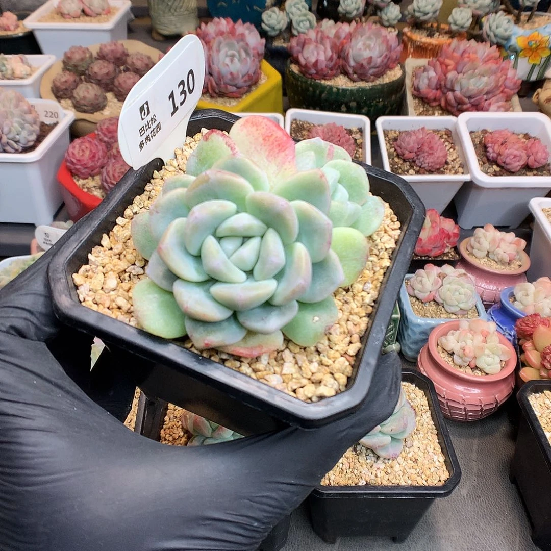 一***_130 冰玉石化多肉