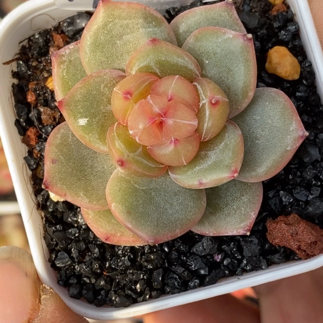 天官赐福百无禁忌