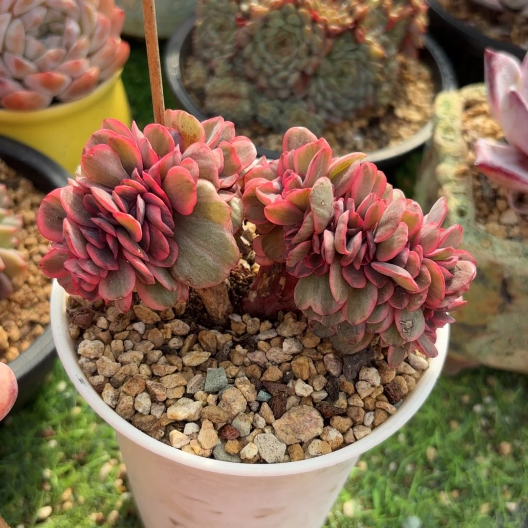 秀妍锦加缀888888888888