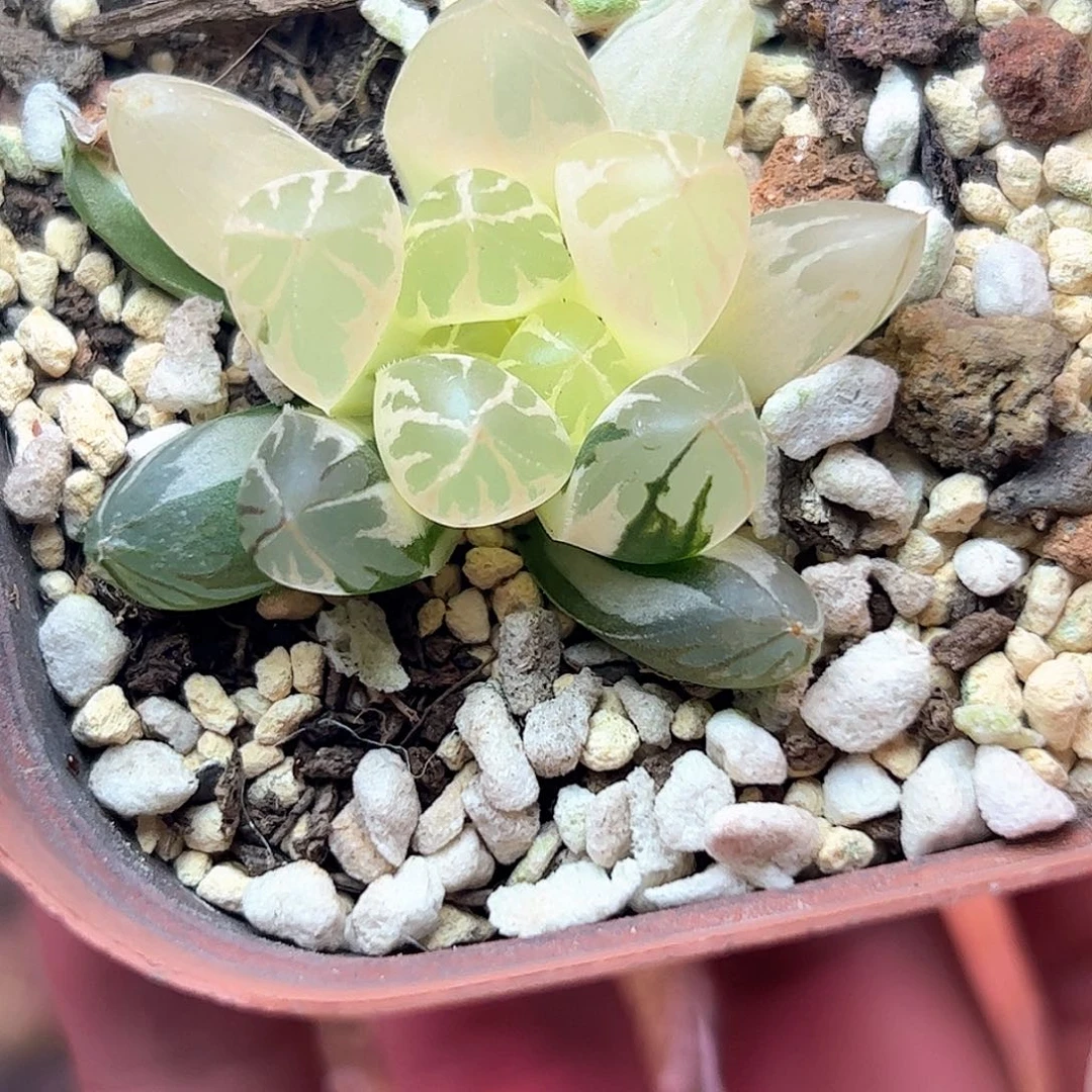 水晶灯糊斑锦十二卷多肉