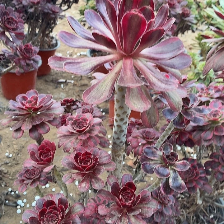 大老庄香奈尔脱土发货