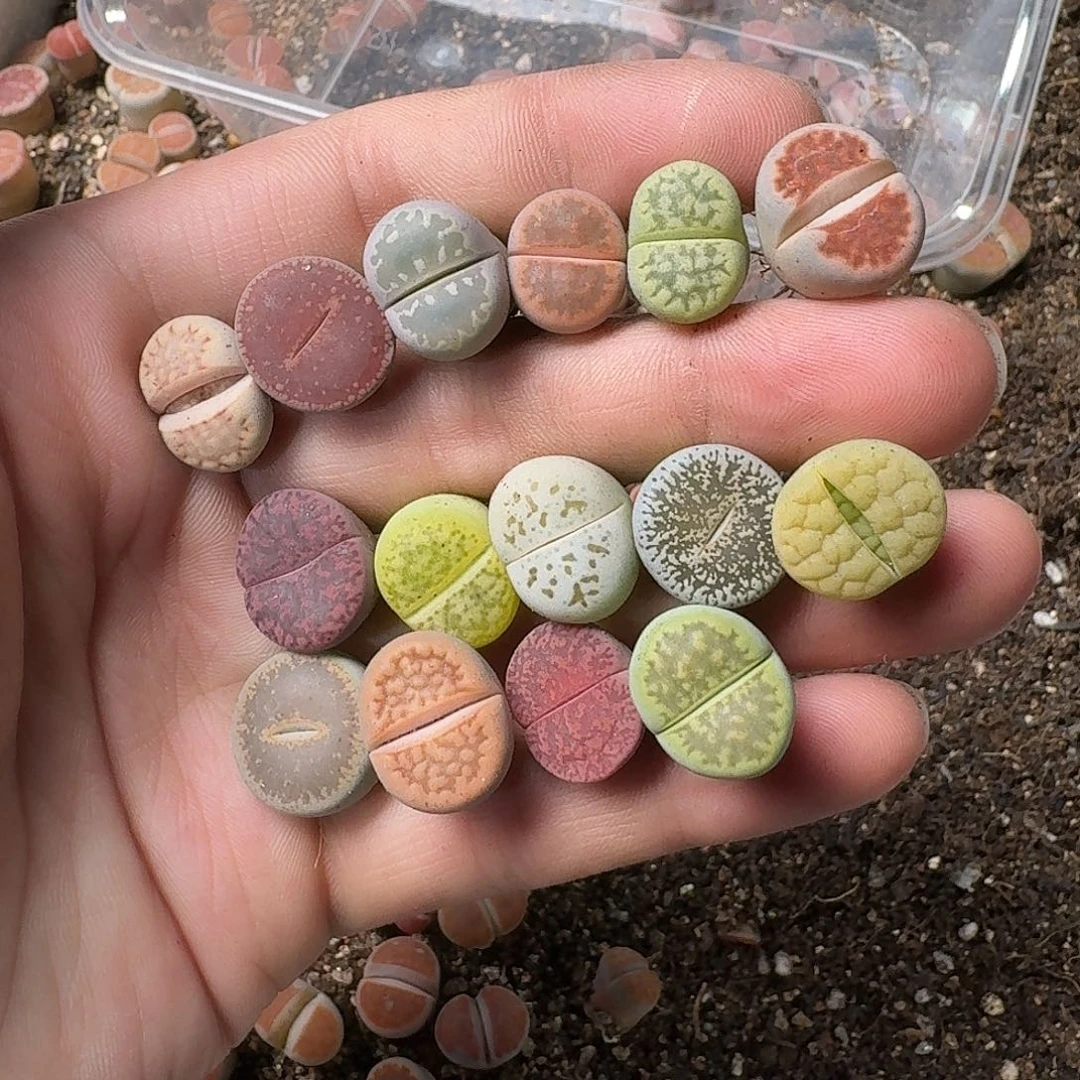 951满18包邮哈哈哈哈哈哈哈