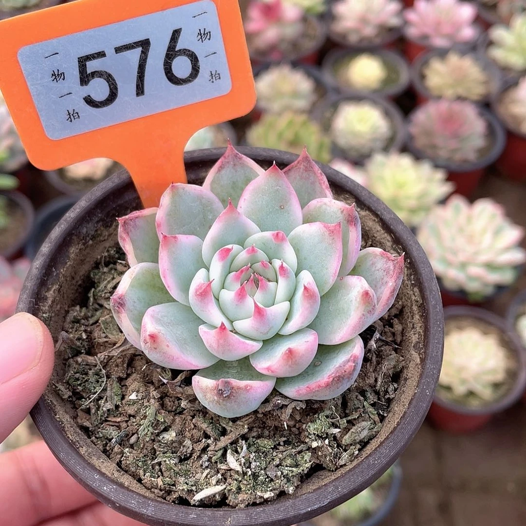 ****羊576号吉娃娃锦多肉植物