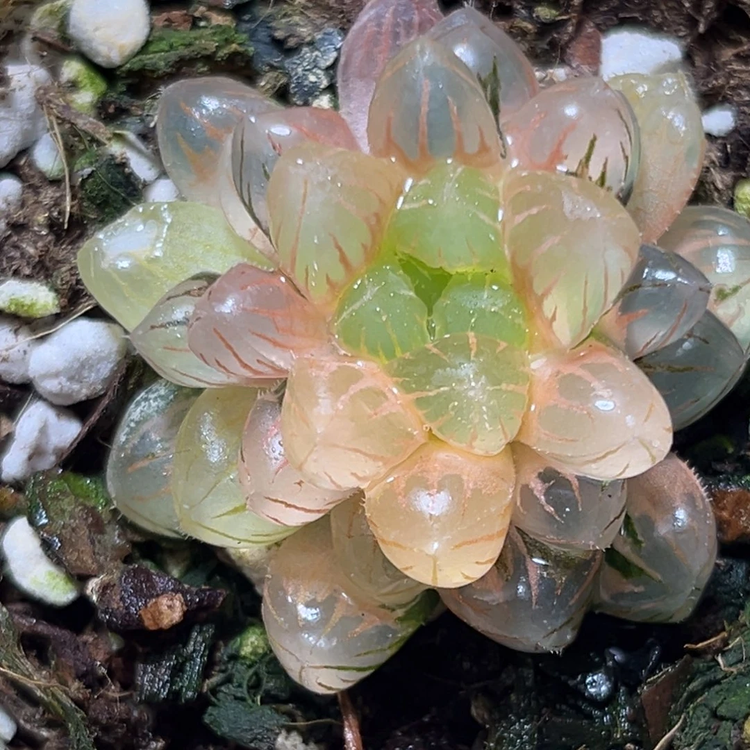 恭喜发财大吉大利0028