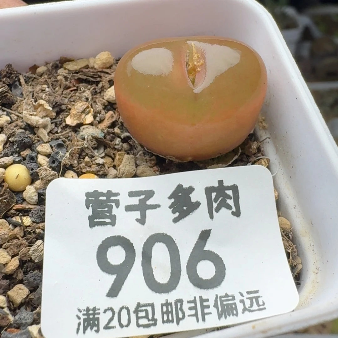 吕氏红宝石。   带盆土。