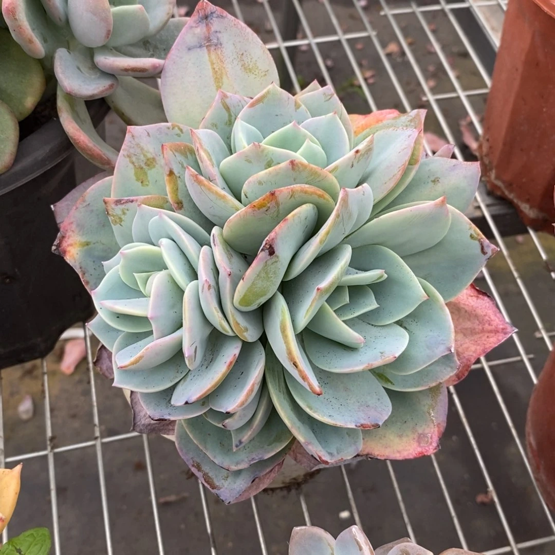 9050白凤一物一拍